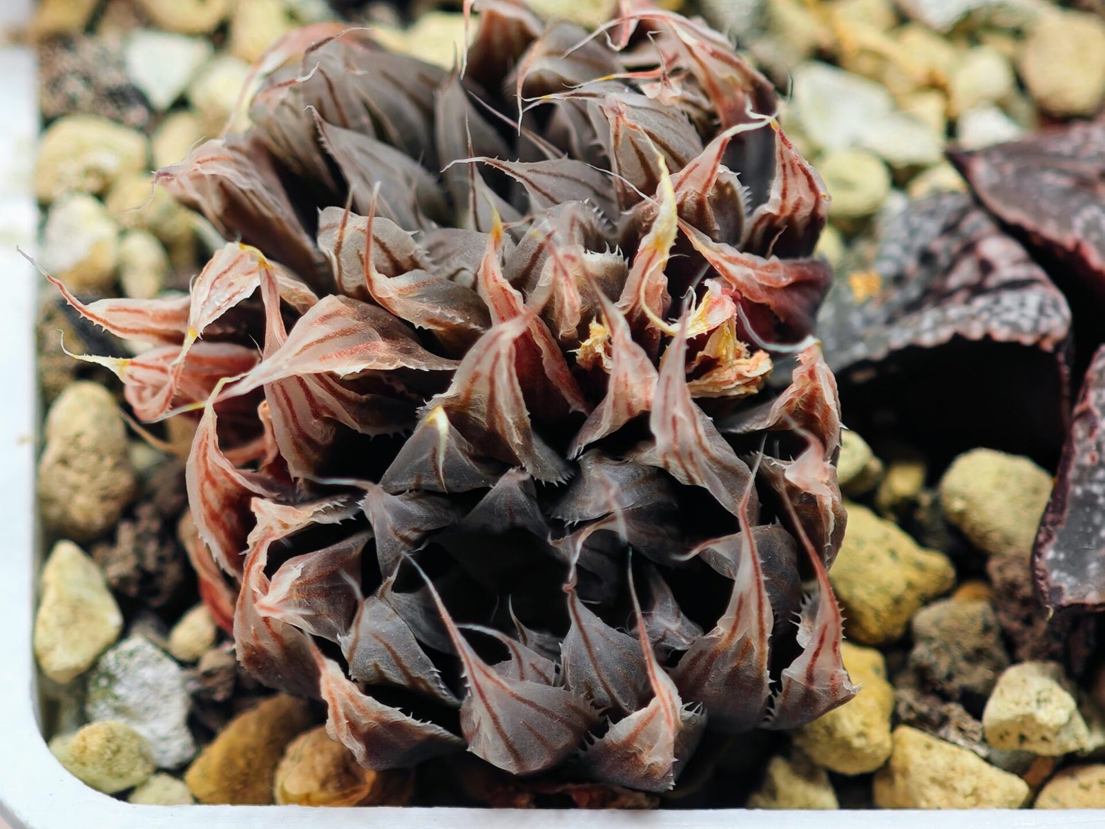 Haworthia Unknown cooperi var. leightonii K131 - 15