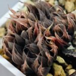 Haworthia Unknown cooperi var. leightonii K131 - 16