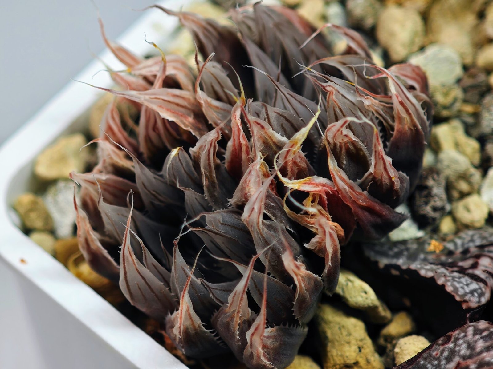 Haworthia Unknown cooperi var. leightonii K131 - 16