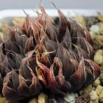 Haworthia Unknown cooperi var. leightonii K131 - 17