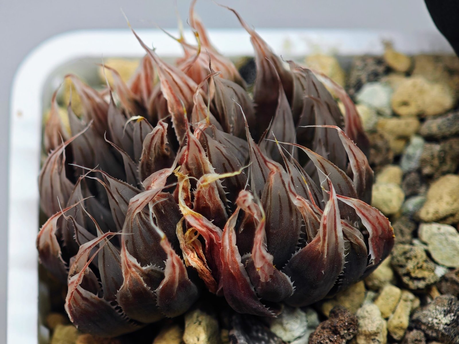 Haworthia Unknown cooperi var. leightonii K131 - 17