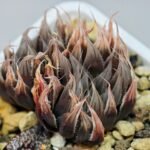 Haworthia Unknown cooperi var. leightonii K131 - 18