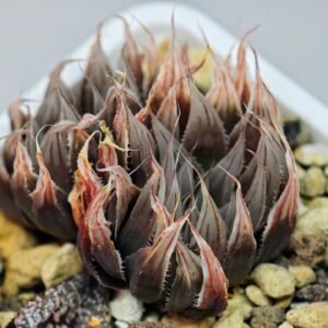 Haworthia Unknown cooperi var. leightonii K131 - 18