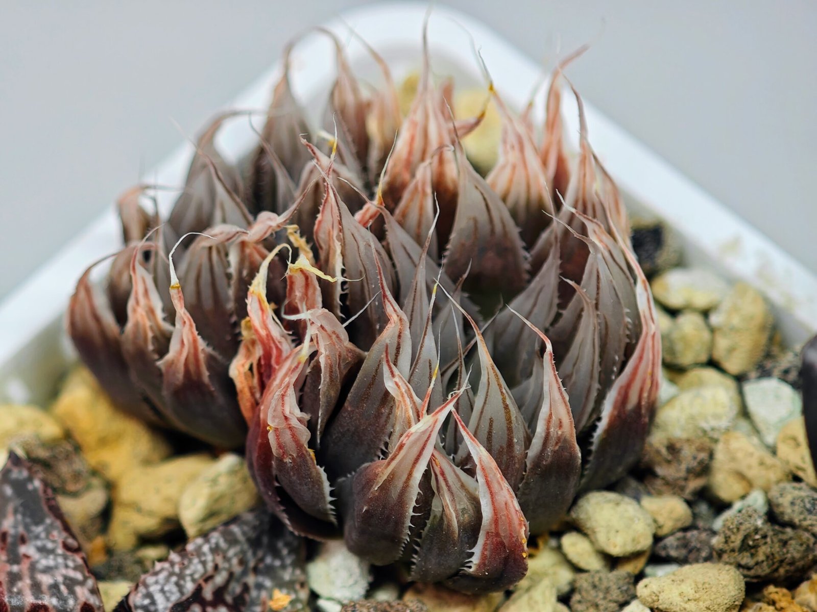 Haworthia Unknown cooperi var. leightonii K131 - 18