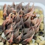 Haworthia Unknown cooperi var. leightonii K131 - 19