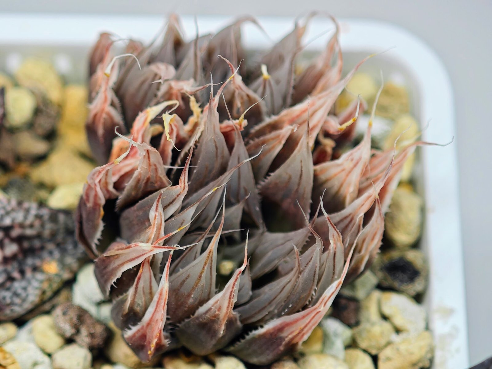 Haworthia Unknown cooperi var. leightonii K131 - 19