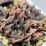 Haworthia Unknown cooperi var. leightonii K131 - 9