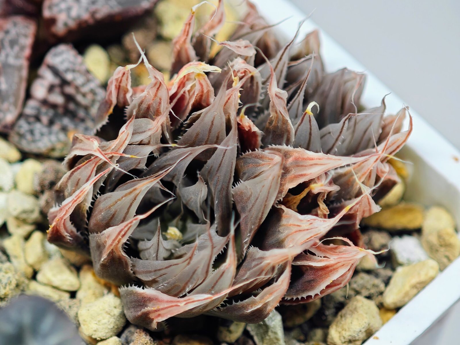 Haworthia Unknown cooperi var. leightonii K131 - 9