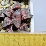 Haworthia Unknown Picta K132 - 7