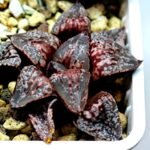 Haworthia Unknown Picta K132 - 8