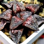 Haworthia Unknown Picta K132 - 9