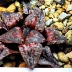 Haworthia Unknown Picta K132 - 10