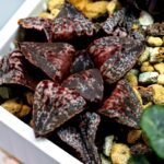 Haworthia Unknown Picta K132 - 11