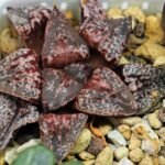 Haworthia Unknown Picta K132 - 12