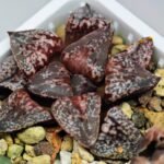 Haworthia Unknown Picta K132 - 13