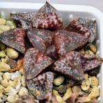 Haworthia Unknown Picta K132 - 14