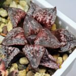 Haworthia Unknown Picta K132 - 15