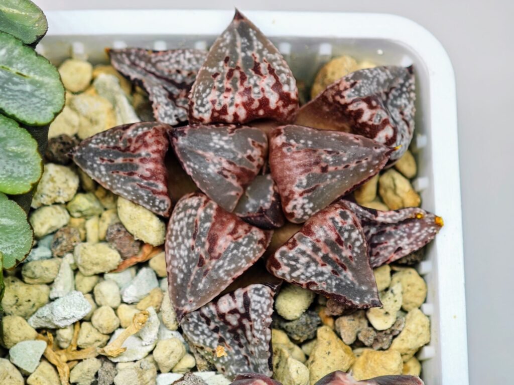 Haworthia Unknown Picta K132 - 16