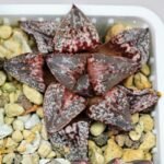 Haworthia Unknown Picta K132 - 16