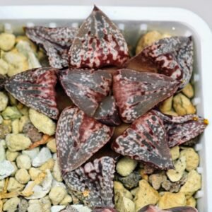Haworthia Unknown Picta K132 - 16