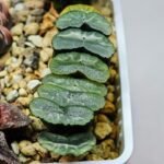 Haworthia Unknown Truncata K133 - 10