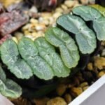 Haworthia Unknown Truncata K133 - 11