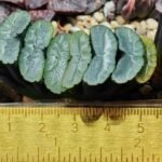 Haworthia Unknown Truncata K133 - 12