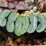 Haworthia Unknown Truncata K133 - 13