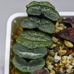 Haworthia Unknown Truncata K133 - 15
