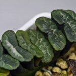 Haworthia Unknown Truncata K133 - 16
