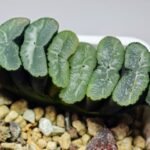 Haworthia Unknown Truncata K133 - 17