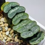 Haworthia Unknown Truncata K133 - 18