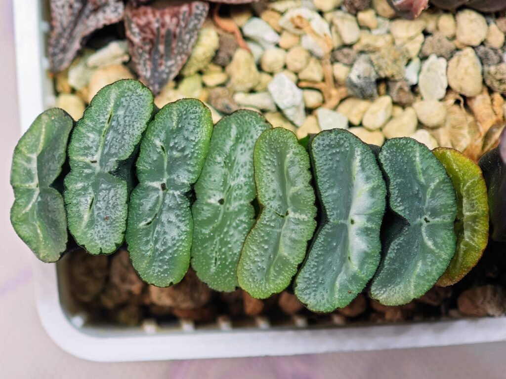 Haworthia Unknown Truncata K133 - 9