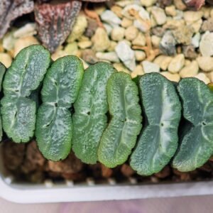 Haworthia Unknown Truncata K133 - 9