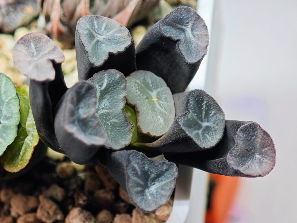 Haworthia Unknown Truncata K134 - 8