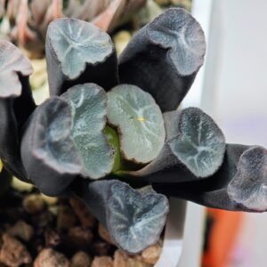 Haworthia Unknown Truncata K134 - 8