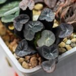 Haworthia Unknown Truncata K134 - 9