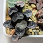 Haworthia Unknown Truncata K134 - 10