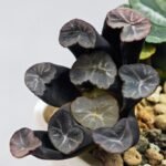 Haworthia Unknown Truncata K134 - 11