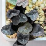 Haworthia Unknown Truncata K134 - 14