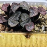 Haworthia Unknown Maughanii K137 - 3