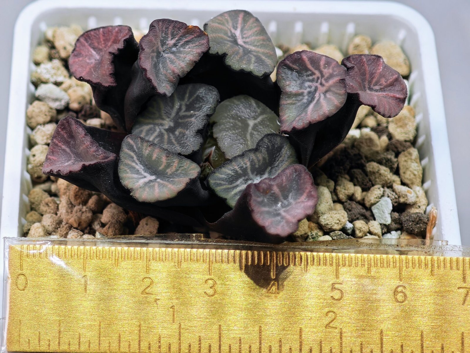 Haworthia Unknown Maughanii K137 - 3