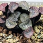 Haworthia Unknown Maughanii K137 - 5