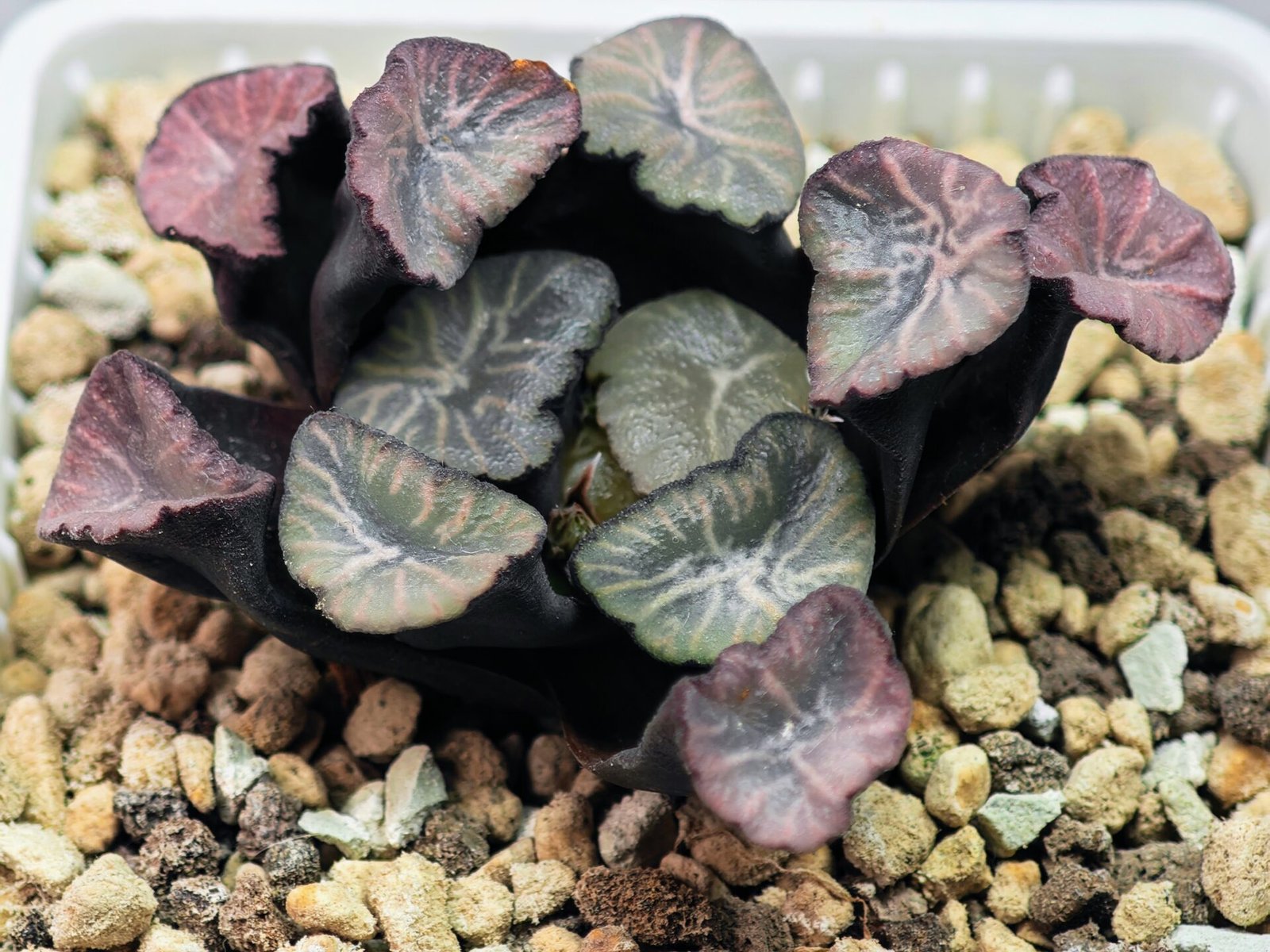 Haworthia Unknown Maughanii K137 - 5