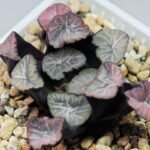 Haworthia Unknown Maughanii K137 - 7