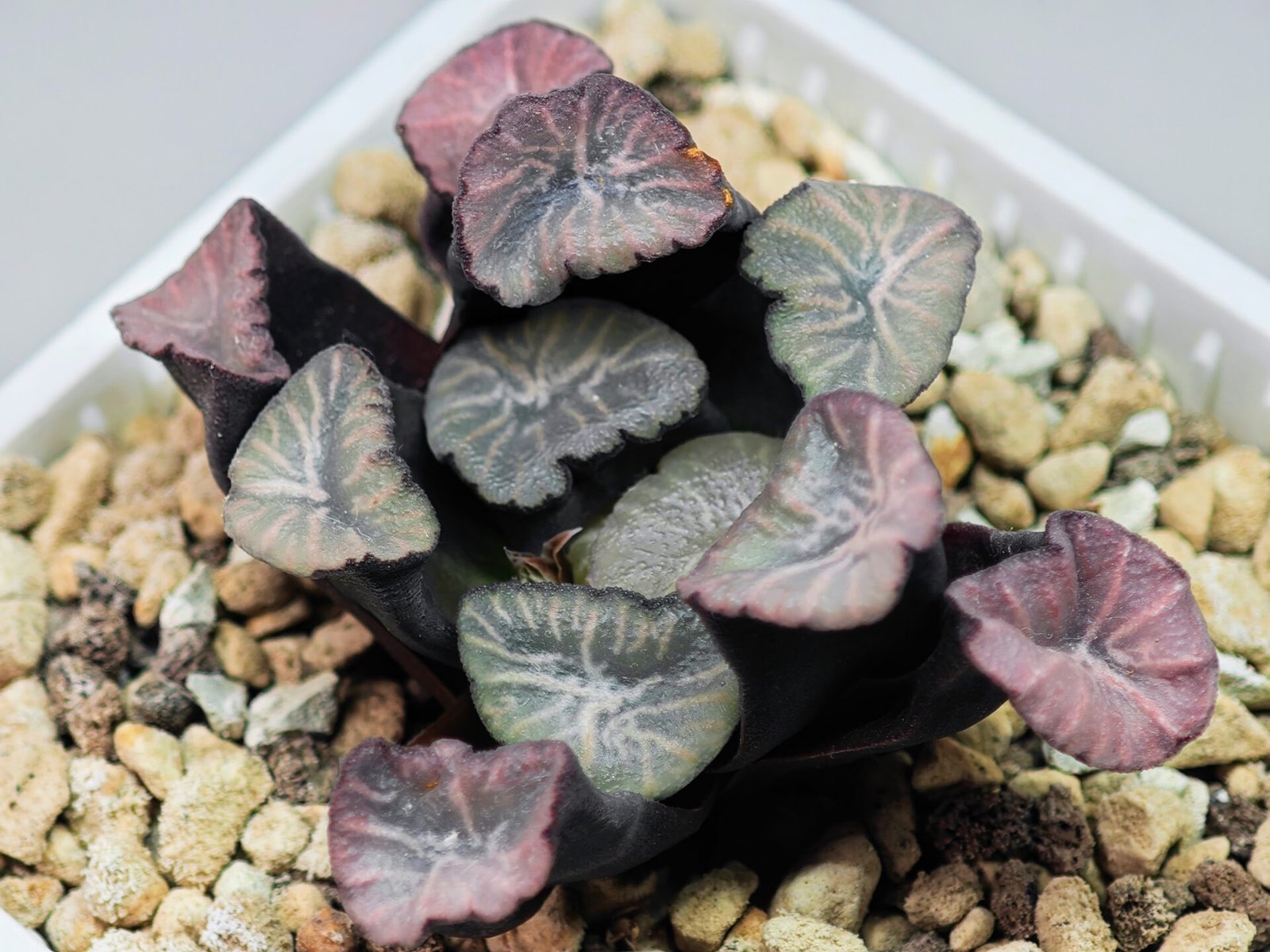 Haworthia Unknown Maughanii K137 - 7