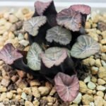 Haworthia Unknown Maughanii K137 - 9