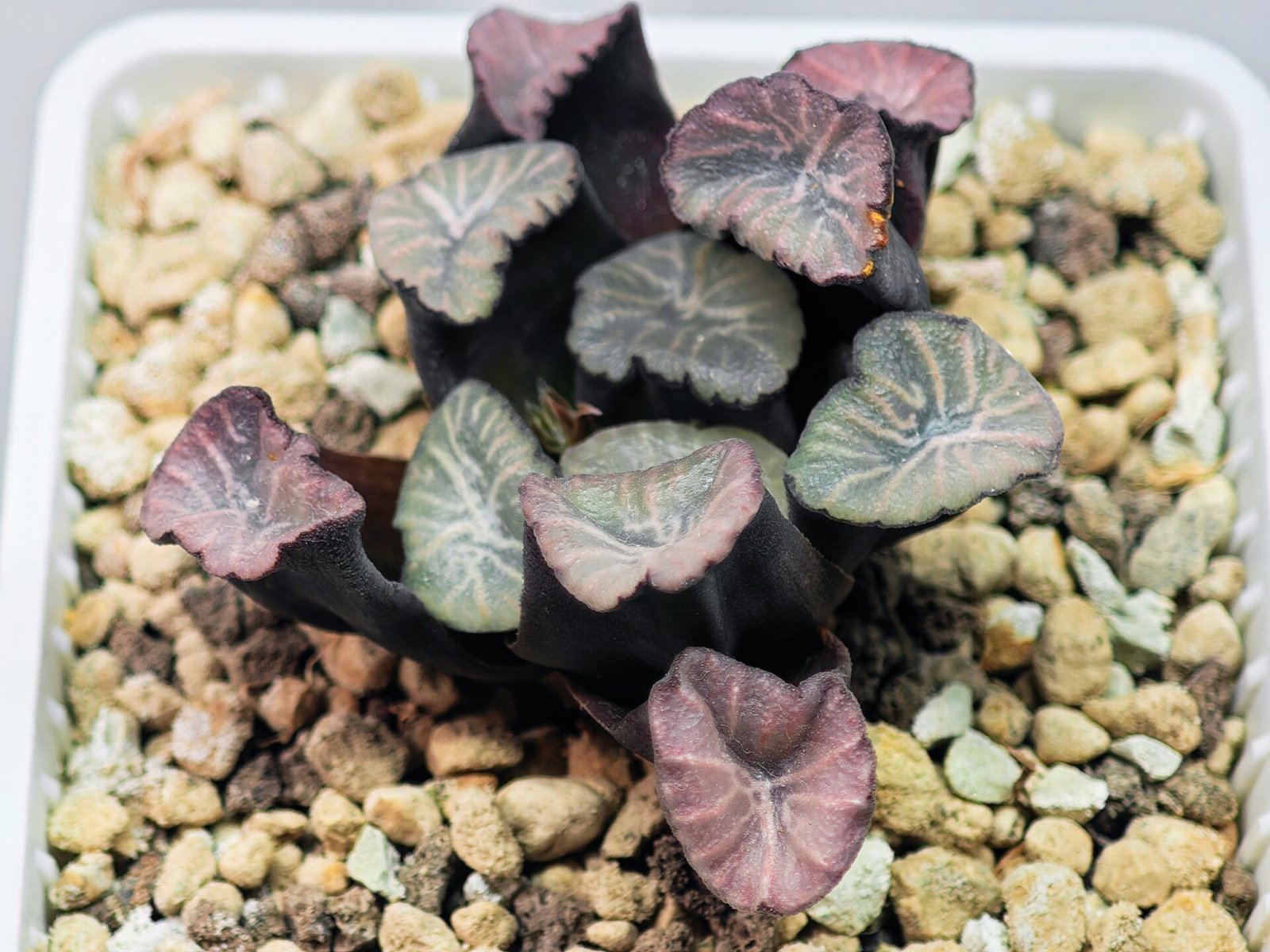 Haworthia Unknown Maughanii K137 - 9