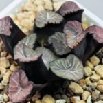 Haworthia Unknown Maughanii K137 - 11