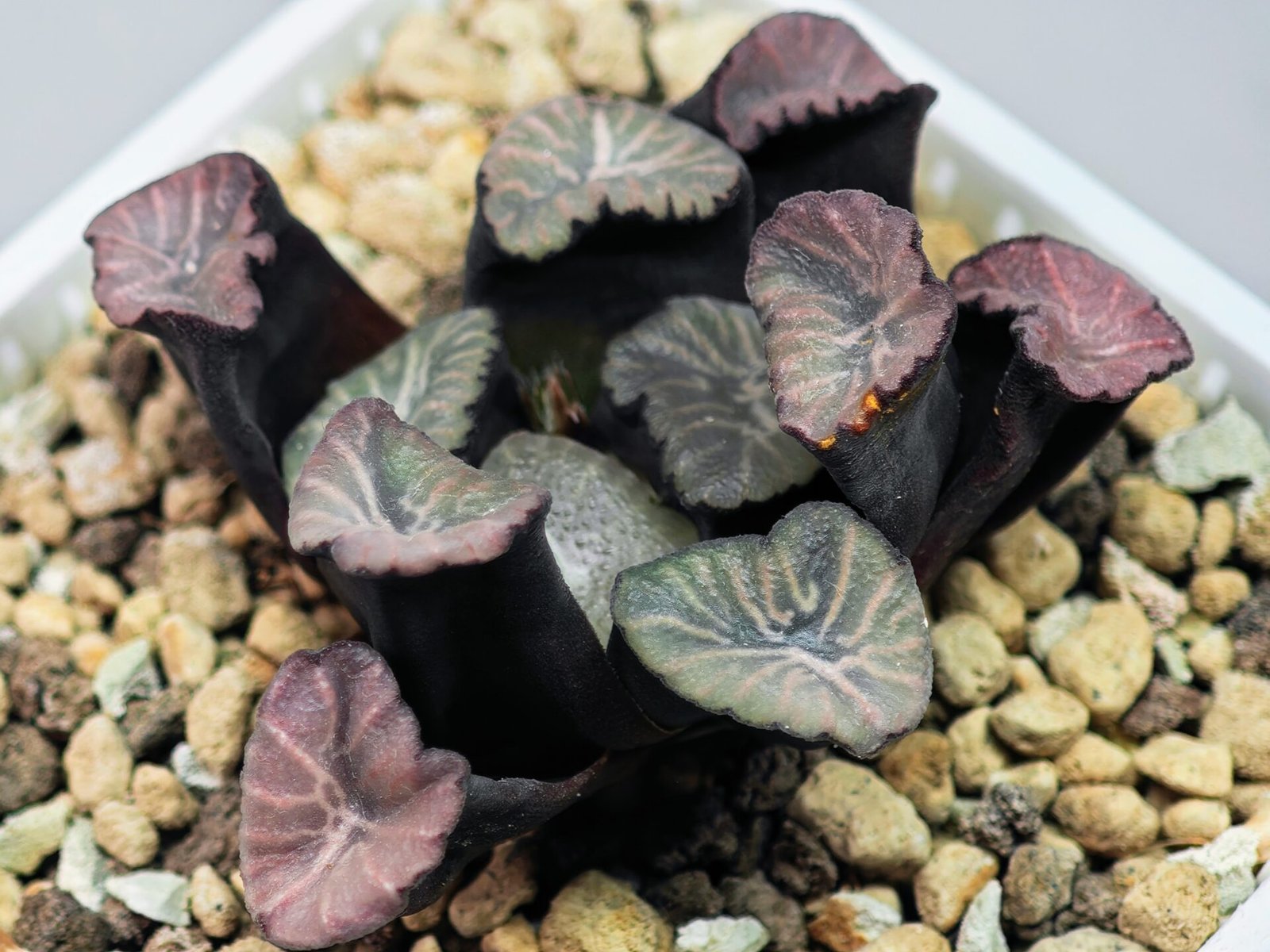 Haworthia Unknown Maughanii K137 - 11